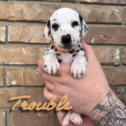 Trouble - HUA - White and black female Dalmatian puppy in Mount Vernon, Missouri from Spots & Spirals