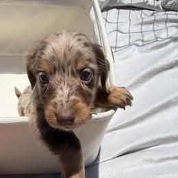 Dachshund Puppies from Pretty Dachshunds 661