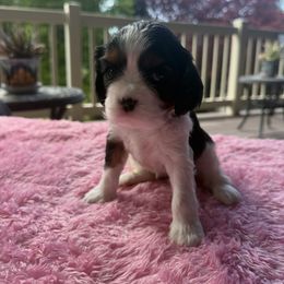 Elsa - Tri-color female Cavalier King Charles Spaniel puppy in Lehi, Utah from Angels and Nobility Cavaliers