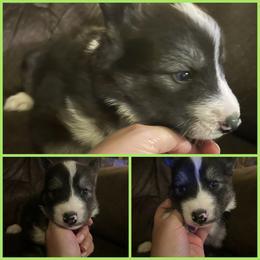 Black or agouti light green male - Black male Siberian Husky puppy in Wheeling, West Virginia from Powells Huskies