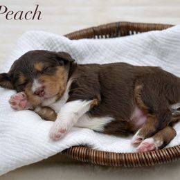 Girl 2 - Red phantom female Aussiedoodle puppy in Manteca, California from Silva Ranch Doodles