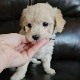 Jolly - Cream female Poodle puppy in Mapleton, Utah from Caboodles Of Poodles