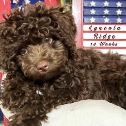 Aussiedoodles, Goldendoodles, and Poodles from Designer Doodles of South GA