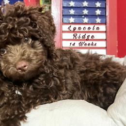 Aussiedoodles, Goldendoodles, and Poodles from Designer Doodles of South GA