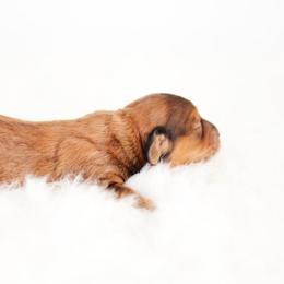MJ - Red female Dachshund puppy in Neosho, Missouri from Tinker Toy Doxies
