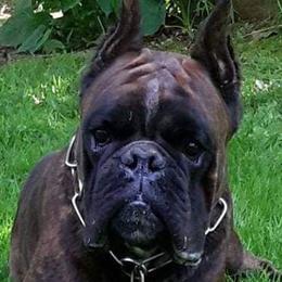Boxers from Whiskey Creek Boxers