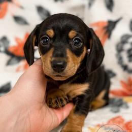 Flora - Black and tan female Dachshund puppy in Hope, Arkansas from JK Kennel