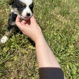 Border Collie Puppies from Athena’s Collies
