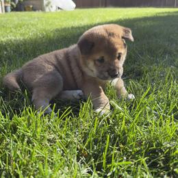 Shiba Inu Puppies from Anko Shibas
