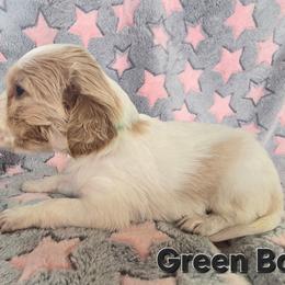 Green Boy - Orange belton male English Setter puppy in Potosi, Wisconsin from Point and Flush Gun Dogs