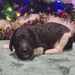 Tux Male - Parti male Poodle puppy in Patterson, California from Paterson Poodles