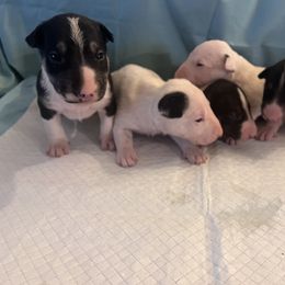 Bull Terrier and Pomeranian Puppies from Bossladykennels