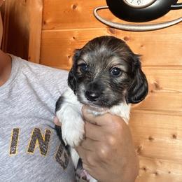Boy 1 - Piebald male Dachshund puppy in Cheyenne, Wyoming from Great Basin Hounds