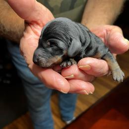 Blue collar - Black and tan male Dachshund puppy in Paradise, Texas from Cap Ranch Miniature Dachshunds