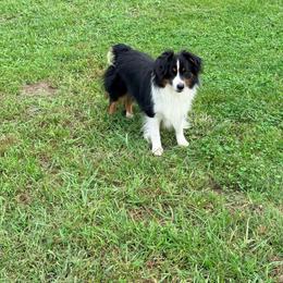 Pistol - Miniature American Shepherd