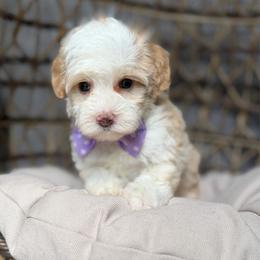 Starburst - Caramel red female Australian Labradoodle puppy in Calhoun, Louisiana from Arrowhead Australian Labradoodles