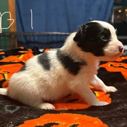 Boy 1 - White black and tan male Papillon puppy in Fremont, Michigan from Barque