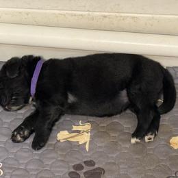 Girl 3 - Black female Newfoundland puppy in Nacogdoches, Texas from Pete’s Newfies