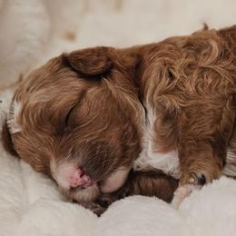 Trixie - Red female Cavapoo puppy in Glendale, Arizona from Cool Cavapoos