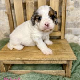 Velvet - Merle female Cavapoo puppy in Midland, Michigan from Northern Charm Farm