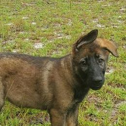 German Shepherds from Le Ha German Shepherds