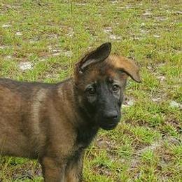 German Shepherds from Le Ha German Shepherds