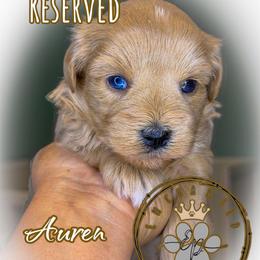 Auren - Wheaten female Miniature Schnauzer puppy in Dorr, Michigan from Enchanted Paws