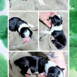 Australian Shepherd and Great Dane Puppies from AEW Farm