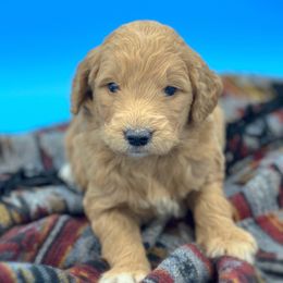 Lone Ranger - Goldendoodle puppy in Lancaster, Minnesota from North Star Dog Training