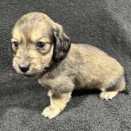 Baxter - Cream male Dachshund puppy in Little Rock, Arkansas from Divine Doxies