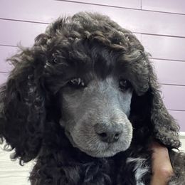 Girl 1 - Poodle puppy in Mooresville, North Carolina from True Blue Standard Poodles