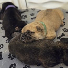 French Bulldog Puppies from A&D Frenchies