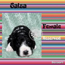Salsa - Tri-color female Bernedoodle puppy in Godwin, North Carolina from Farm Sweet Farm Doodles