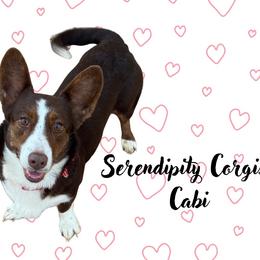 Cabi - Cardigan Welsh Corgi