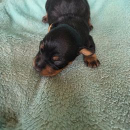 Elf - Black and tan male American Hunt Terrier puppy in Cave City, Arkansas from Bayou Valley Shepherds and American Hunt Terriers