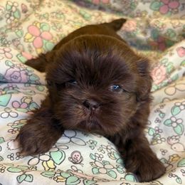 Katie - Chocolate female Shih Tzu puppy in Bradley, South Carolina from Katie’s Kennel