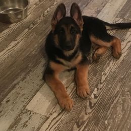 German Shepherd Puppies from Sevilla German Shepherds