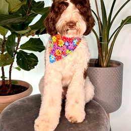 Winnie - Australian Labradoodle