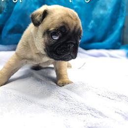 Baby Bob - Fawn male Pug puppy in Kodak, Tennessee from My Princess Pugs