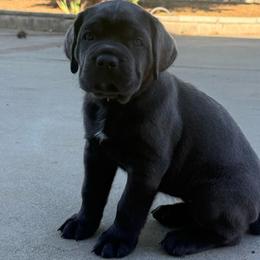 Grey female small white patch on chest grey collar - Gray female Cane Corso puppy in Cherry Valley, California from Liberty Corsos