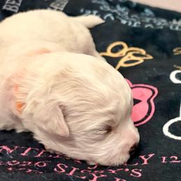Toby - White and buff male Bichon Frise puppy in Lavon, Texas from Sissy’s Heavenly Paws