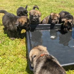 German Shepherd Puppies from Reign Land