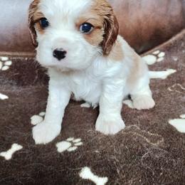 Hans Solo - Blenheim male Cavalier King Charles Spaniel puppy in Franklin, North Carolina from Cavaliers of the County Macon