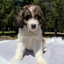 Sage - Sable male Aussiedoodle puppy in Clarkston, Washington from Doodle & Poodle Palace