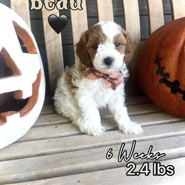 Beau - White male Cavapoo puppy in Runaway Bay, Texas from Green Ranch Doodles