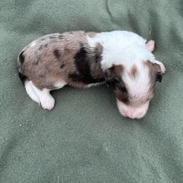 Boy 3 - Blue merle male Aussiedoodle puppy in Reddick, Florida from Cooper’s Mini Doodles