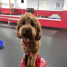 Australian Labradoodle Puppies from Wild Daisy Labradoodles