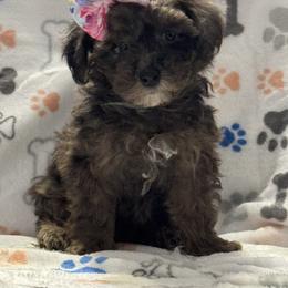 Brownie - Merle female Maltipoo puppy in Lancaster, Kentucky from Dream Paws Puppies, LLC