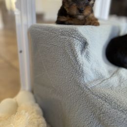 Biewer Terrier, Cavapoo, Cockapoo, Goldendoodle, Poodle, and Yorkshire Terrier Puppies from Pucci Pawfect