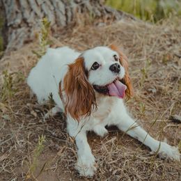 Riesling - Cavalier King Charles Spaniel
